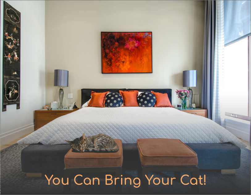 An image of a lovely hotel room with a cat on a chair