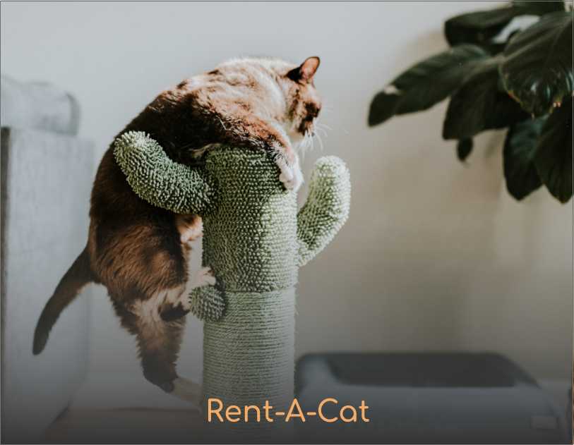 An image of a cat climbing a cactus shaped cat tree