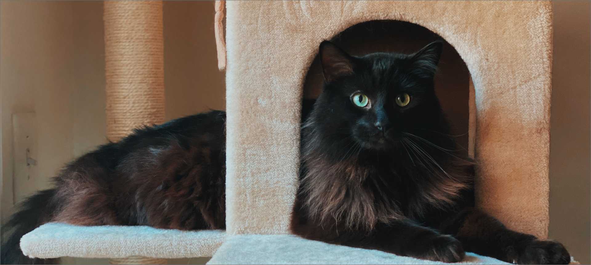 Black cat in a cat tree