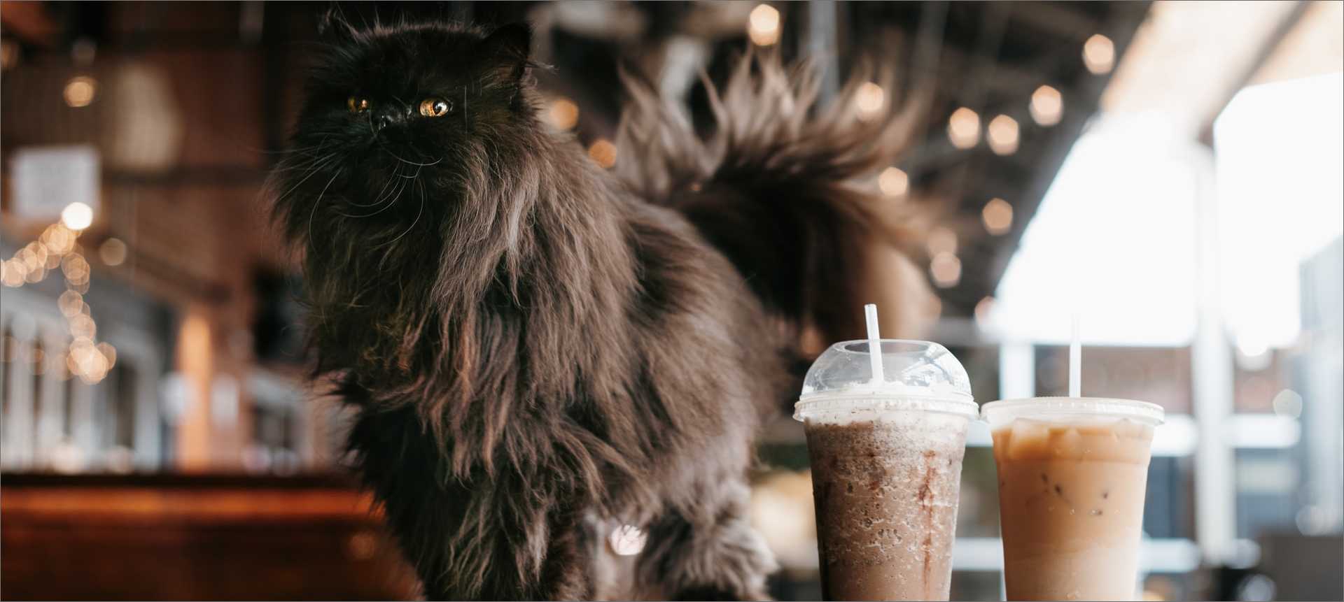 Black cat next to cafenated beverages